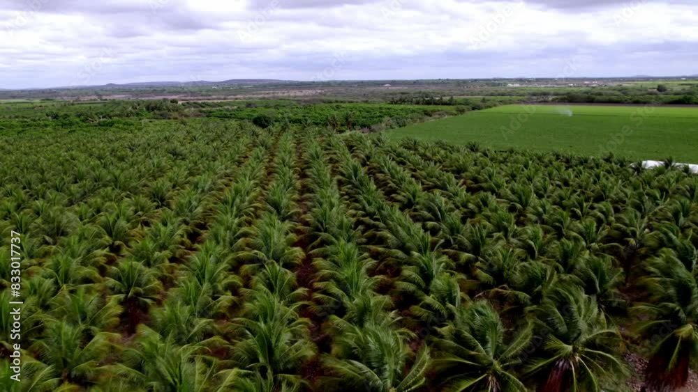 Coffee plants growth, plantation location, Brazilian food industries Coffee plants growth, plantation location, Brazilian food industries