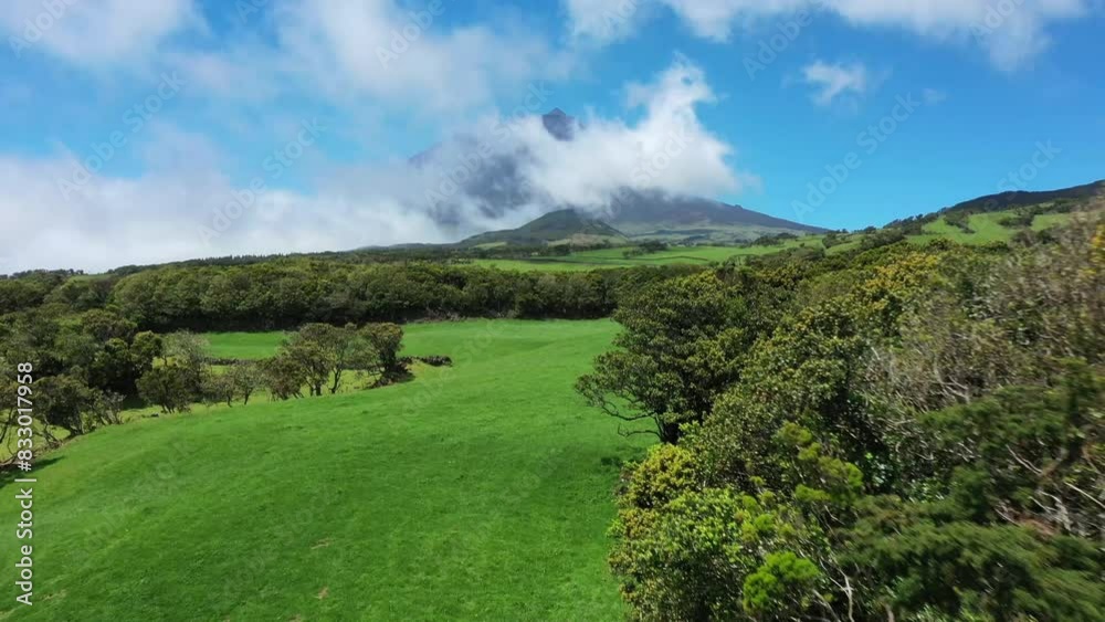 green and volcanic landscape of Pico Island in the Azores. cows grazing. green and volcanic landscape of Pico Island in the Azores. cows grazing.