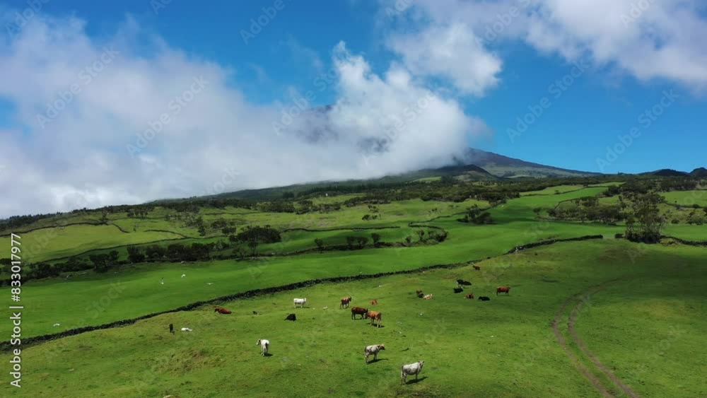 green and volcanic landscape of Pico Island in the Azores. green and volcanic landscape of Pico Island in the Azores.