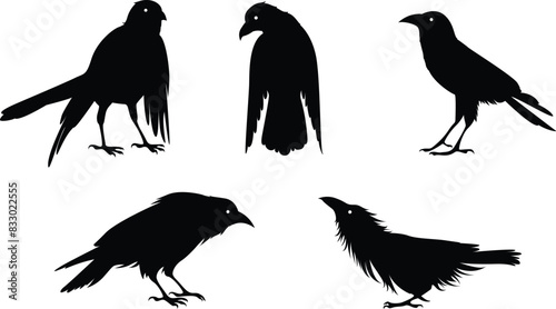 set of silhouette crow on transparent background  vector design 