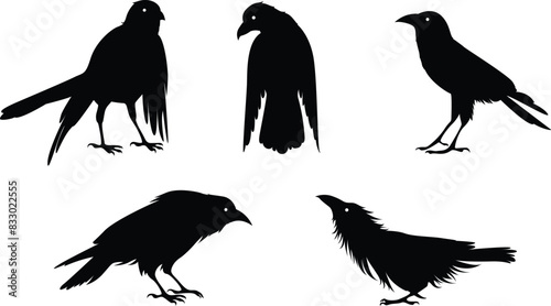 set of silhouette crow on transparent background, vector design	