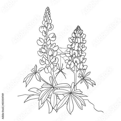 spider with botanical illustration drawing sketch black and white drawing wild flower drawing  (ID: 833034769)