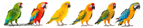 Colorful Parrots png on transparent background