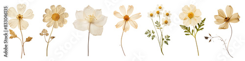 Dried Flower png element set on transparent background photo