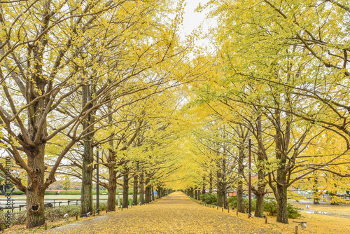 Landscape View Of Ginkgo Biloba Branches With Golden Leaves And Maple Red By The Lake In The Autumn, Showa Kinen Memorial Park, Midorimachi,Tachikawa, Japan photo