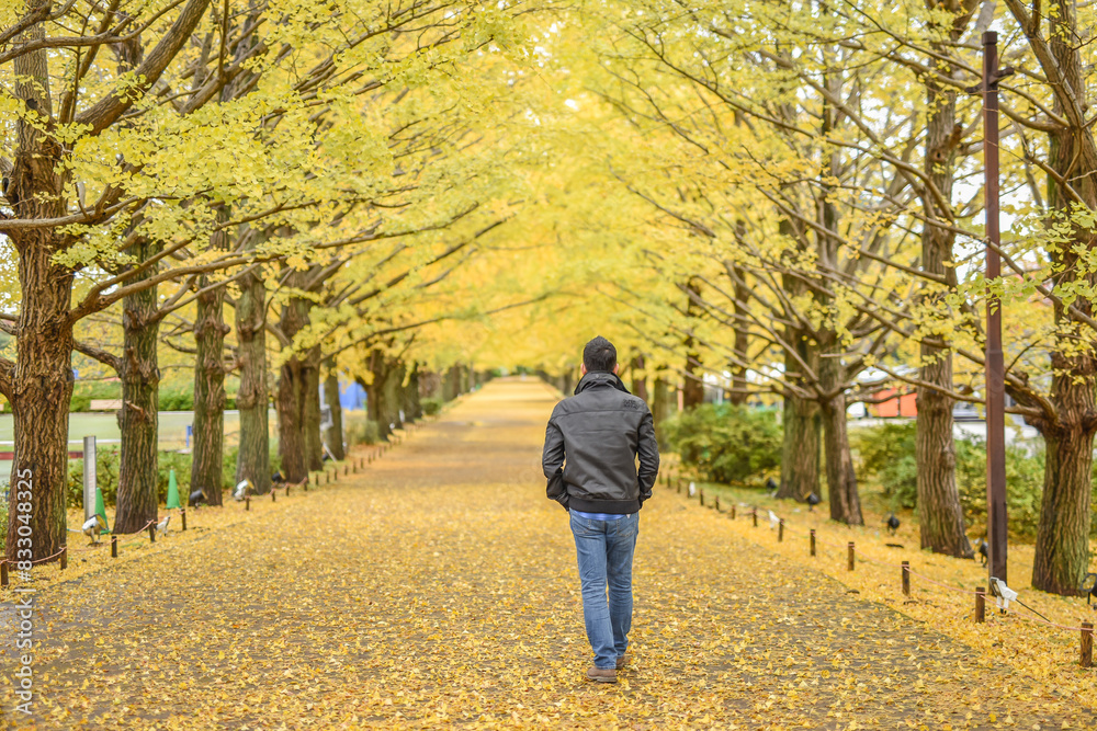 Landscape View Of Ginkgo Biloba Branches With Golden Leaves And Maple Red By The Lake In The Autumn, Showa Kinen Memorial Park, Midorimachi,Tachikawa, Japan Landscape View Of Ginkgo Biloba Branches With Golden Leaves And Maple Red By The Lake In The Autumn, Showa Kinen Memorial Park, Midorimachi,Tachikawa, Japan