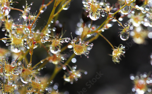 Konstfotografi Drosera peltata Thunb, family Droseraceae, one of the insectivorous plants found in Thailand