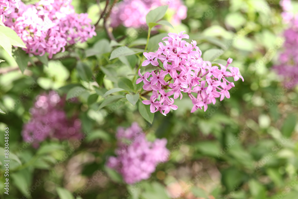 Blooming violet lilac tree on beautiful spring day Blooming violet lilac tree on beautiful spring day