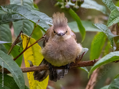 Long-tailed Silky-flycatcher - Ptiliogonys caudatus in Costa Rica photo