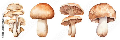 Watercolor of mushroom png element set on transparent background photo