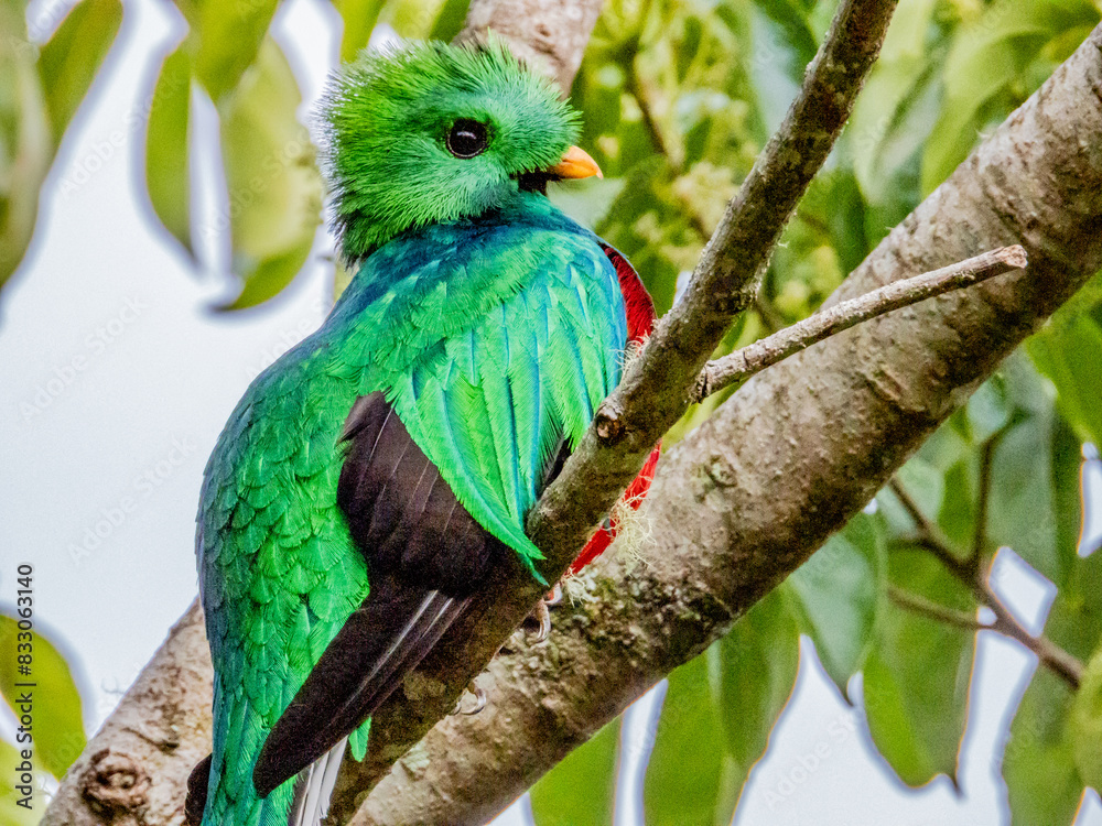 Resplendent Quetzal - Pharomachrus mocinno in Costa Rica