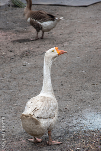 Gray goose close up in the backyard. Raising geese and ducks. Poultry meat. Pets