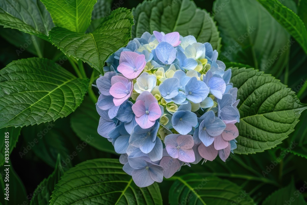 Detailed close-up of a blue hydrangea bloom with rich color and textured leaves in the backdrop, Detailed close-up of a blue hydrangea bloom with rich color and textured leaves in the backdrop,