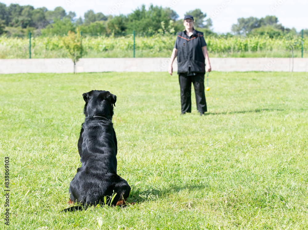 rottweiler training for competition rottweiler training for competition