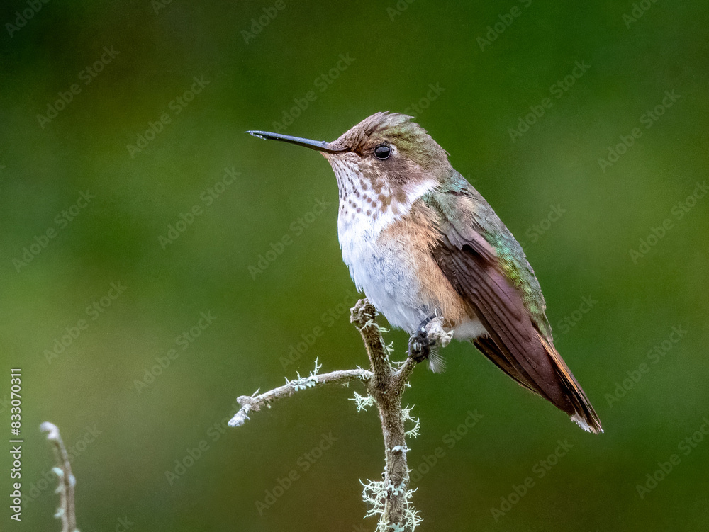 Fototapeta premium Volcano Hummingbird - Selasphorus flammula in Costa Rica
