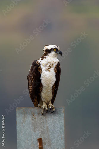 Osprey Fish Hawk Perched on Metal Sign in Tijuana, Mexico