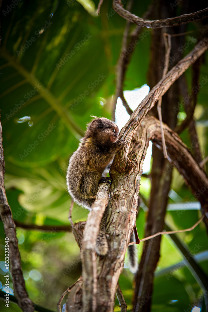 A Curious Baby Marmoset clinging to a Tree Branch in Rio de Janeiro, Brazil A Curious Baby Marmoset clinging to a Tree Branch in Rio de Janeiro, Brazil