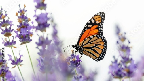 A majestic monarch butterfly delicately perches on a vibrant purple flower, gracefully showcasing its role as a vital pollinator in the great outdoors white background