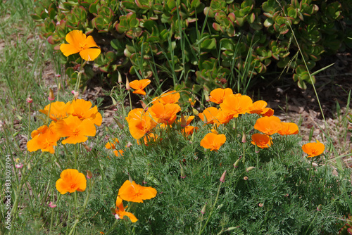Beautiful wild California golden poppy flowers