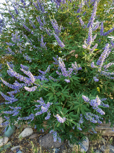 Blooming Chaste tree or Monk's Pepper, Vitex agnus-castus, in late spring in Arizona, closeup photo