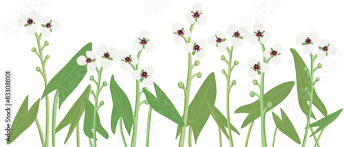 flowers of tansy and willowherb and sparrow birds, vector drawing wild plants , hand drawn natural illustration photo