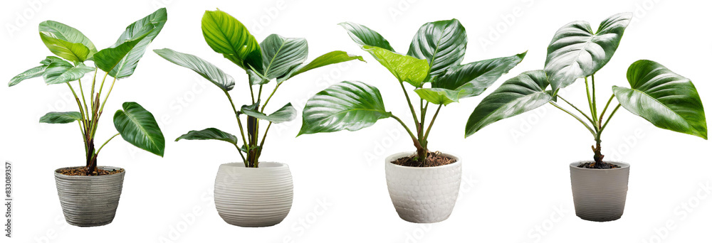 Ταπετσαρία Set of plant isolated on white background