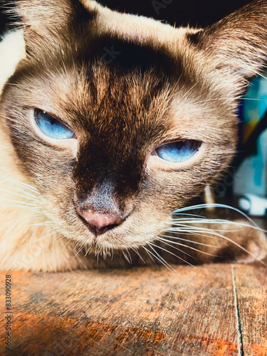 A close-up portrait of a cute Siamese cat with bright blue eyes photo