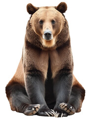 Brown bear sitting with paws crossed, isolated on a clear white background.