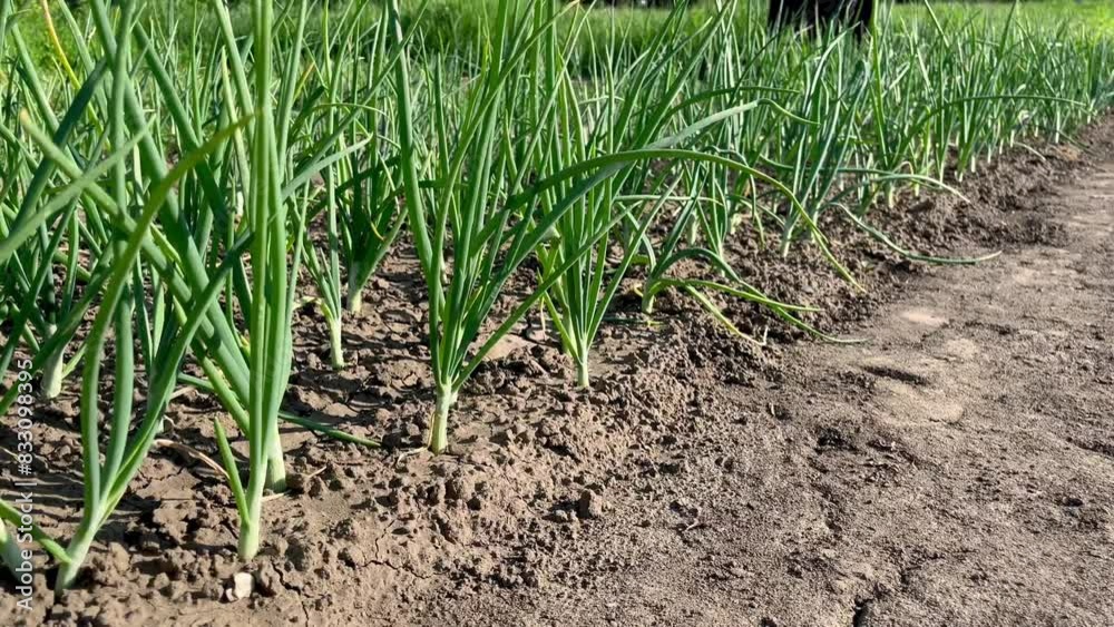 Green onion grows on a vegetable bed in the garden