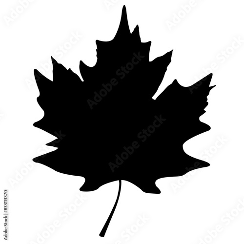 maple