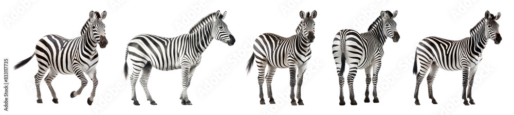 Naklejka premium Zebra wildlife full body set