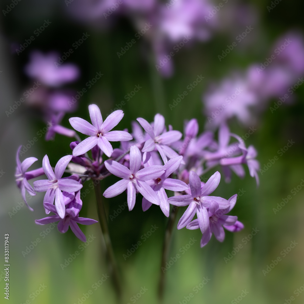 Closeup of flowers of society garlic (Tulbaghia violacea) in a garden in Spain in early summer Closeup of flowers of society garlic (Tulbaghia violacea) in a garden in Spain in early summer