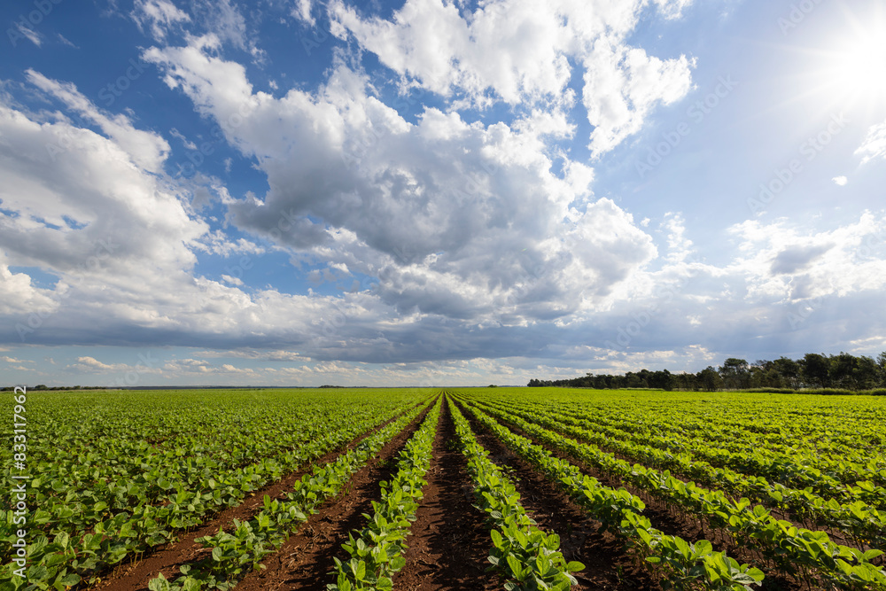 Green bean field under white clouds in blue sky Green bean field under white clouds in blue sky