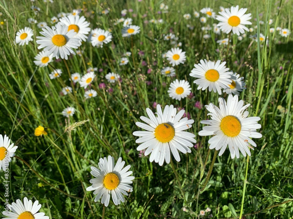 Fototapeta premium daisies in the grass