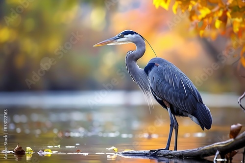 Elegant blue heron standing patiently by a lake waiting for prey photo