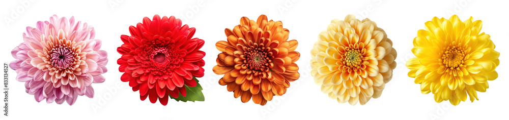 diverse colorful chrysanthemum flower set diverse colorful chrysanthemum flower set