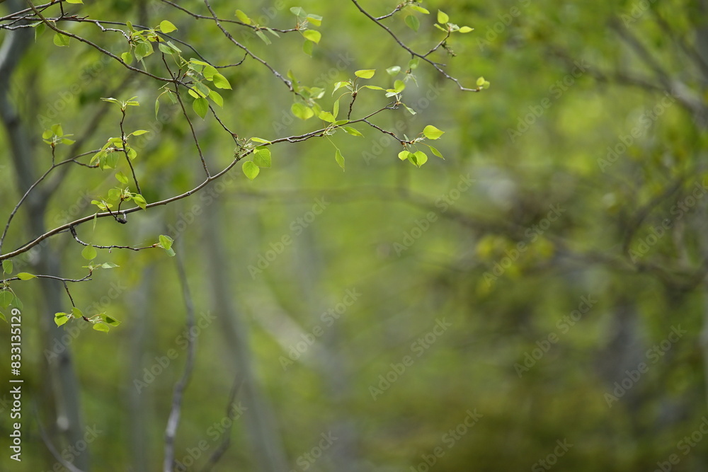 Fototapeta premium Spring, green leaves on a tree