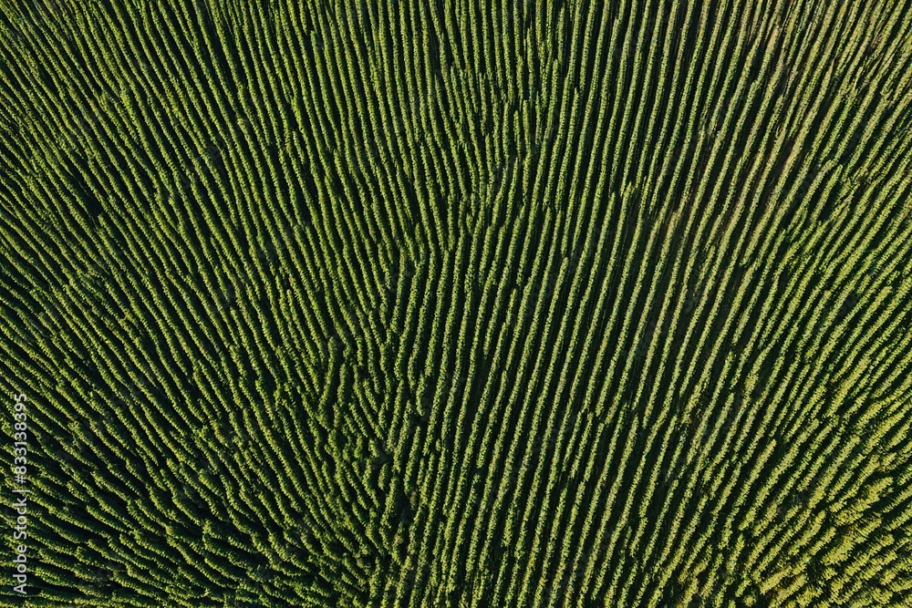 Obraz premium BackgroundBackground