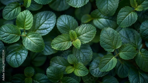 Macro shot many green leaves spread together to form a beautiful pattern. 