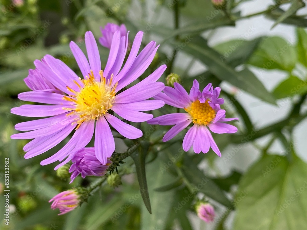 flowers,plants,nature,red,green,yellow,animal,horse flowers,plants,nature,red,green,yellow,animal,horse