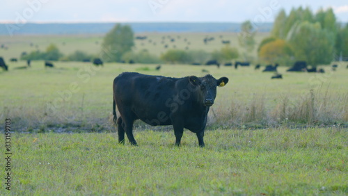 Dark cow on an summer pasture. Black cow grazing green herb at meadow. Static view.