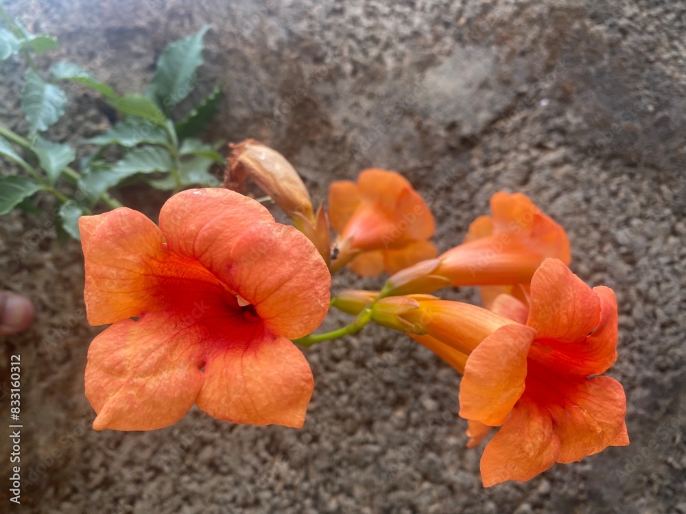 flowers,flower,plants,plant,yellow flowers,flower,plants,plant,yellow