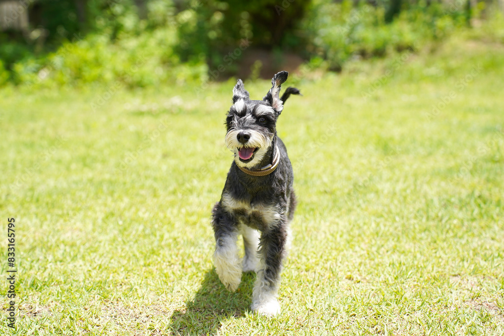 Fototapeta premium Smiling dog, Miniature schnauzer