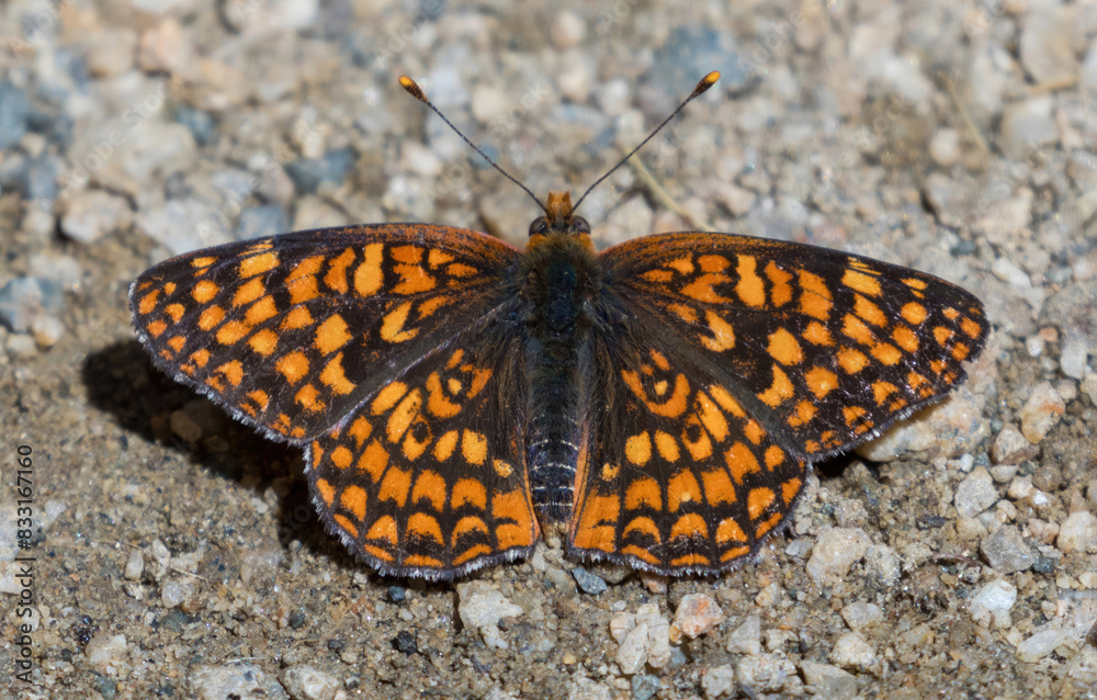 Northern Checkerspot subspecies eremita sunbathing on a trail. Los Altos Hills, Santa Clara County, California, USA. Northern Checkerspot subspecies eremita sunbathing on a trail. Los Altos Hills, Santa Clara County, California, USA.