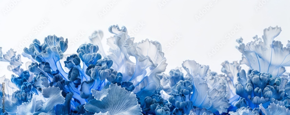 Obraz premium blue corals on white background.
