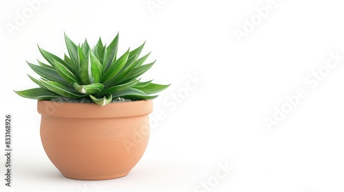 Perceptive Roh Shissasu Sugar Pinetop view green plant in pot isolate on white background,Aloe vera plant in a pot isolated on white background, Succulent plant ,Top view ,Selective focus Copy space 
