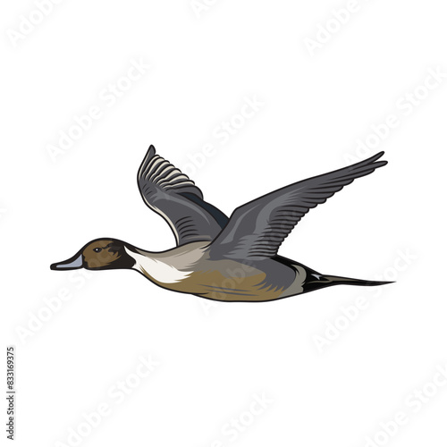 pintail duck hunting illustration logo vector image t shirt