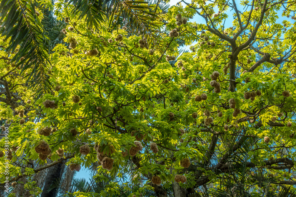 Fototapeta premium Árbol de pochota