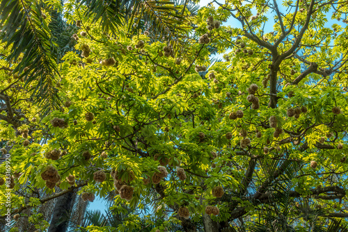 Árbol de pochota