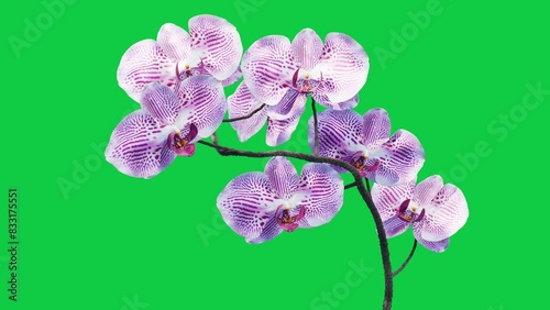 purple orchid blossom grow animation video on green screen